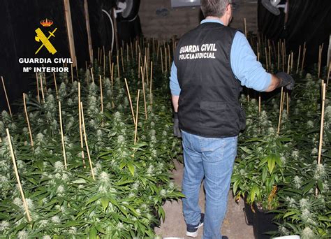 Los Cultivos Ilegales De Marihuana Multiplican Los Casos De Fraude Eléctrico Y Golpean A Las