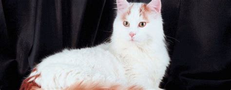 20 Wonderful White Cat Breeds That Brighten Any Home | Pet Side