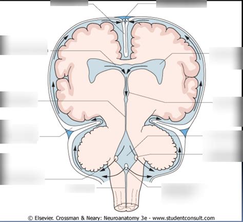 CSF And The Ventricles Diagram Quizlet