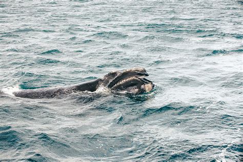 Avistaje de ballenas en Península Valdés El Mundo Es El Límite