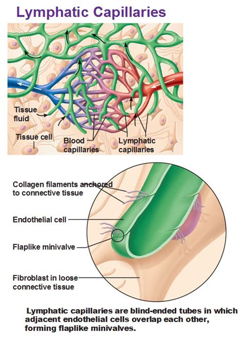 Lymphatic Capillaries Are Present In