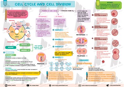 A Cell Cycle Mind Map Jjkk Cell Cycle And Cell Division Phases Of