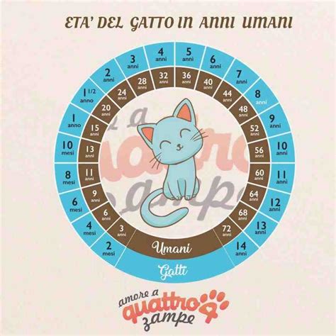 Edad Del Gato En Años Humanos Cómo Se Calcula