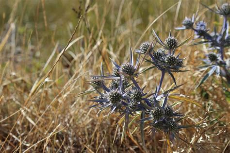 Las Malas Hierbas Y Sus Efectos Nocivos NorDesbroce Asturias