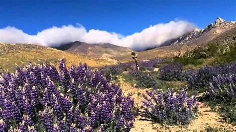 Mojave Desert Wildflower Bloom Youtube