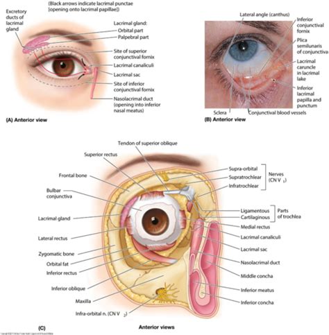 Eye And Ear Flashcards Quizlet