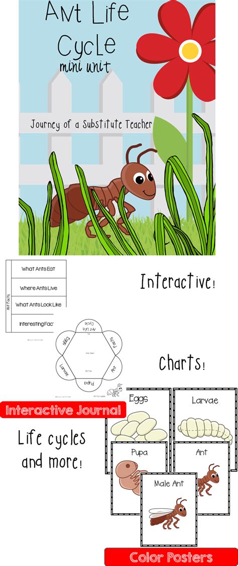 Ant Life Cycle Diagram Jess Whittaker