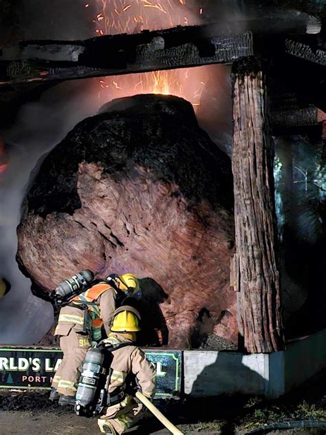World’s largest burl in Port McNeill B.C. badly damaged in ‘suspicious