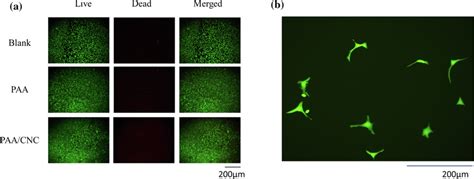 A The Live And Dead Cell Test For In Vitro Cytotoxicity Of Paa Hydrogel