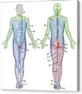 Dermatome Skin Sensory Areas Photograph By Science Photo Library Pixels