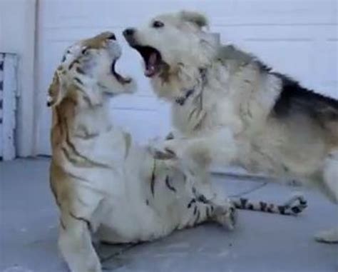 A Dog and a Tiger Are Best Friends [VIDEO]