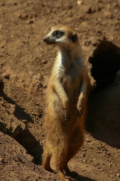 Premium Photo A Meerkat Stands On Its Hind Legs In A Zoo