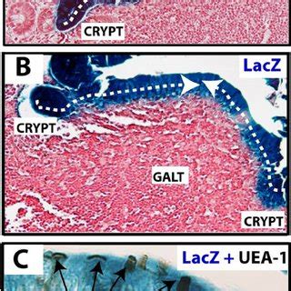 M Cells Are Lgr Stem Cell Derived A Lineage Tracing Of Lgr