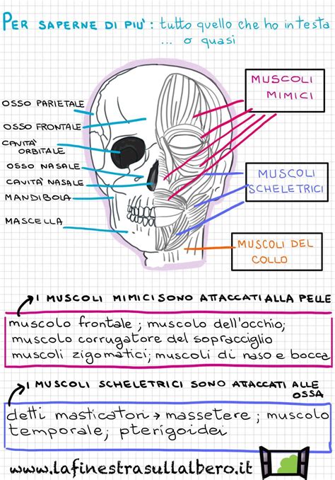 Fare Scienze In Quinta 6 Approfondimenti Sull Apparato Locomotore