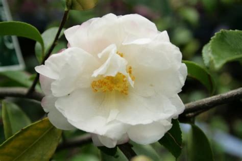 Camellia Sasanqua Pure Silk Mm Pot Semi Shade Variety Dawsons