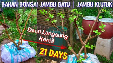 Dongkel Bahan Bonsai Jambu Biji Jambu Klutuk Tips Menanam Agar