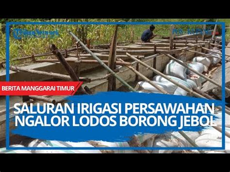 Saluran Irigasi Persawahan Ngalor Lodos Borong Jebol Petani Minta