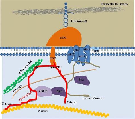 Schematic Representation Of The Dystrophin Associated Glycoprotein