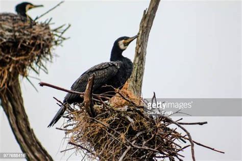 984 Cormorant Nesting Stock Photos, High-Res Pictures, and Images ...