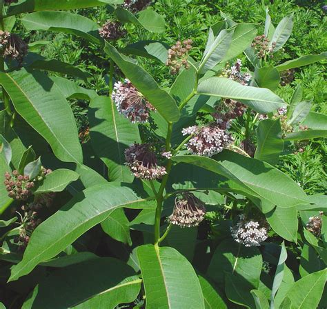 Asclepias Syriaca Common Milkweed Go Botany