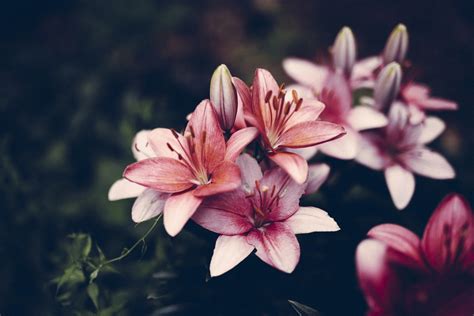 Hintergrundbilder Blumen Pflanzen Fotografie Makro blühen Rosa