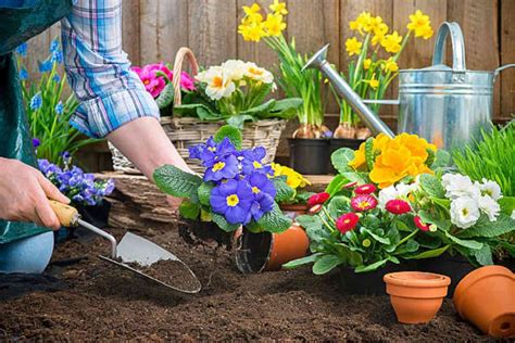 Cómo cuidar las plantas de exterior en otoño