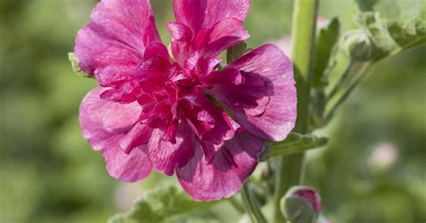 Alcea Rosea Pleniflora Rosa