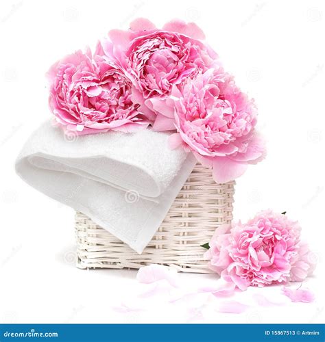 Beautiful Pastel Pink Flower Stock Image - Image of bouquet, gardening ...