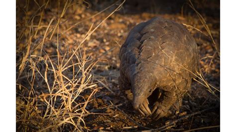 Pangolin Rescue - Rehabilitate - Release!! Please help to fund ...