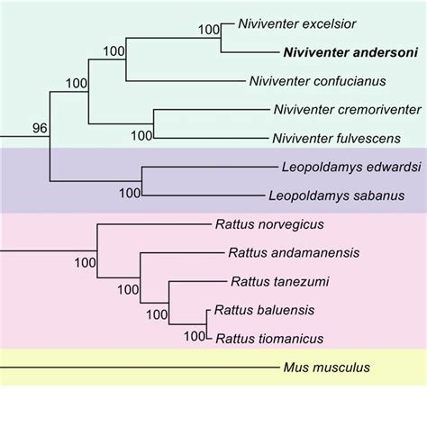 The Maximum Likelihood Analyses Of Phylogenetic Relationships Based On