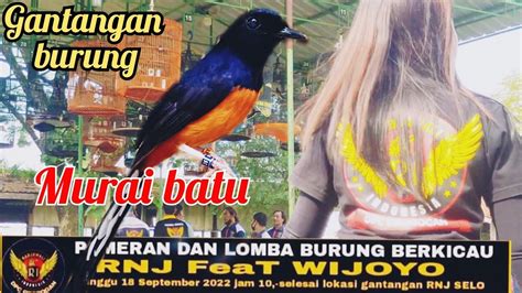 Lomba Burung Murai Batu Burung Gacor Di Rumah Di Gantangan Burung Diam