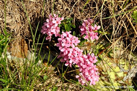 TORVISCO DE LOS PIRINEOS Daphne Cneorum