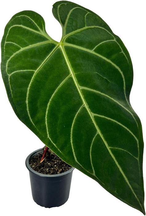 Anthurium Regale By Leal Plants Ecuador Green Live House Plant For