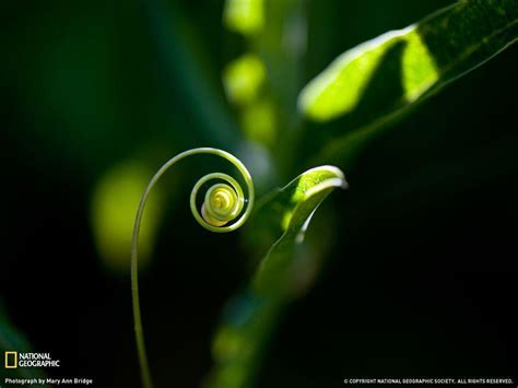 Passion Flower Wallpapers Wallpaper Cave