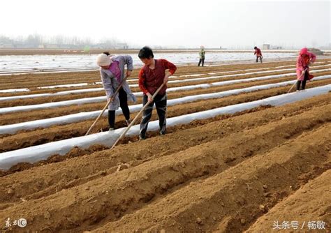 廣大農民所需要的：2017年小麥播種晚播應對技術 每日頭條