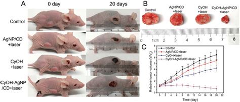 A Photographs Of Mice Before And After Treatment For 20 Days B Download Scientific Diagram