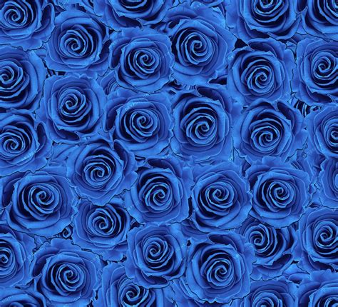 Purple And Blue Roses Wallpaper