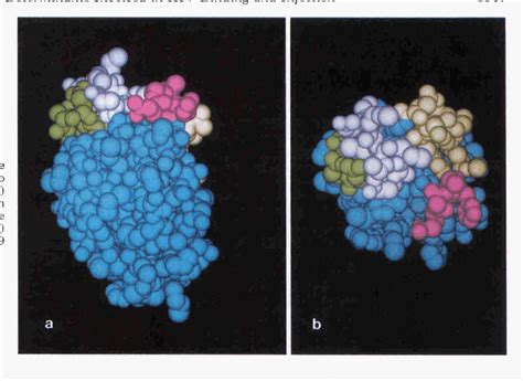 Figure 1 from A region in domain 1 of CD4 distinct from the primary ... 