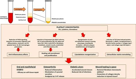 Healing Magic How Do Platelets Aid In The Healing Of Cuts