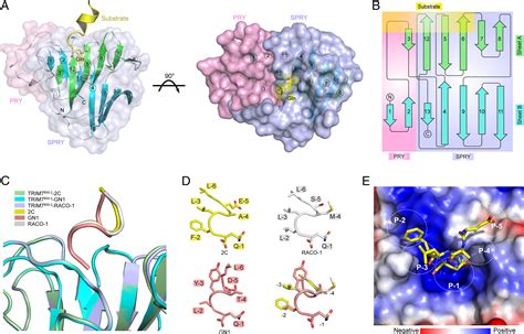 C Terminal Glutamine Acts As A C Degron Targeted By E Ubiquitin Ligase