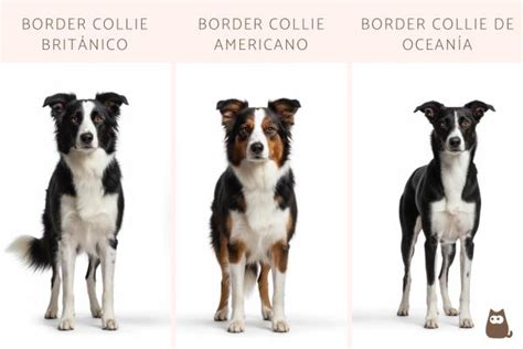 Tipo De Border Collie - Tipos de border collie - Guía completa con FOTOS