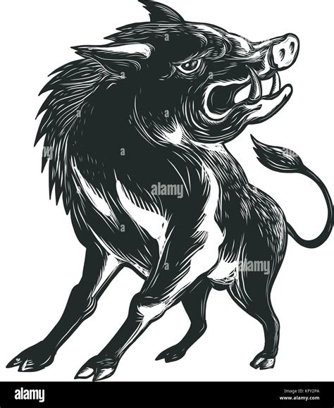 Angry Razorback Wild Pig Hog Hi Res Stock Photography And Images Alamy