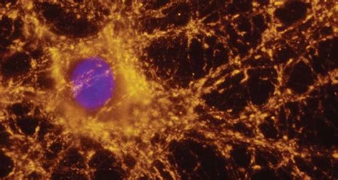 Neural Cell Culture for Neuroscience Research | Bio-Techne