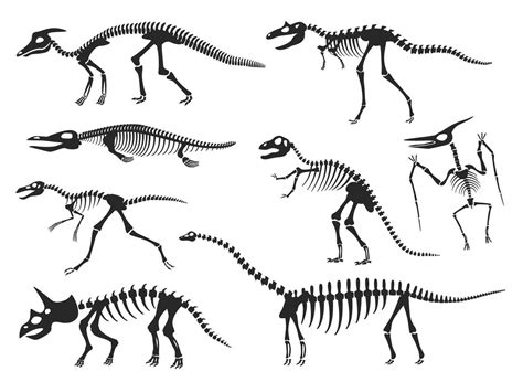 Dinosaurs Skeleton Silhouette Diplodocus Velociraptor Pterodactyl