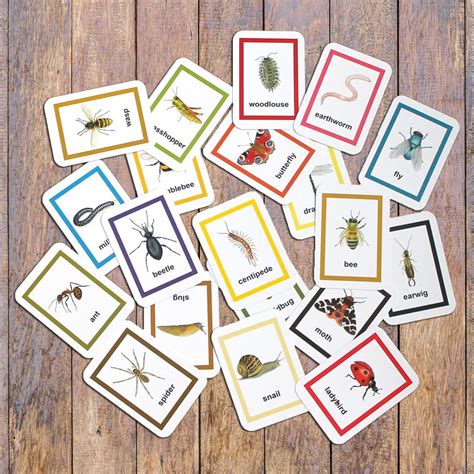 Pack Of 20 Minibeast Flash Cards Realistic Insects Bugs