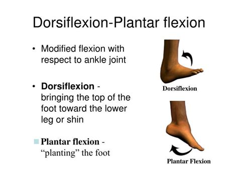 Dorsiflexion And Plantar Flexion Plant Ideas