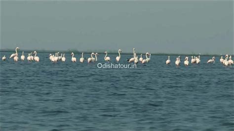 30 Best Wildlife Sanctuary & National Park in Odisha | Odisha Tour