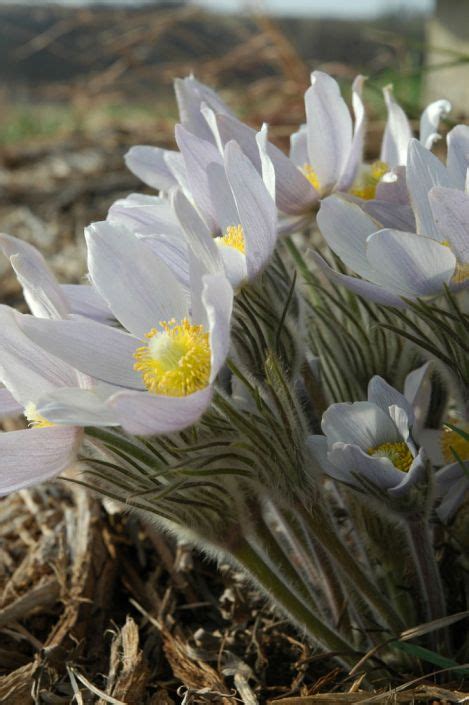 Anemone Patens Var Wolfgangiana Pasque Flower Prairie Moon Nursery