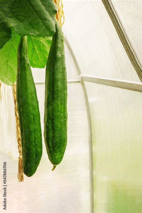 Luffa Cylindrica The Sponge Gourd Egyptian Cucumber Or Vietnamese