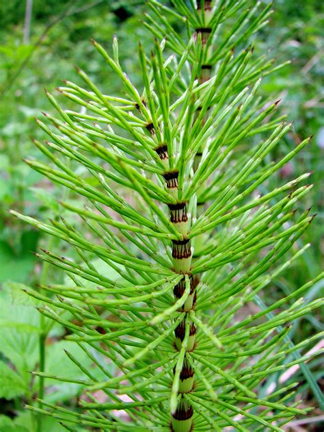 Prêle aquatique du Japon Equisetum Le petit jardinier